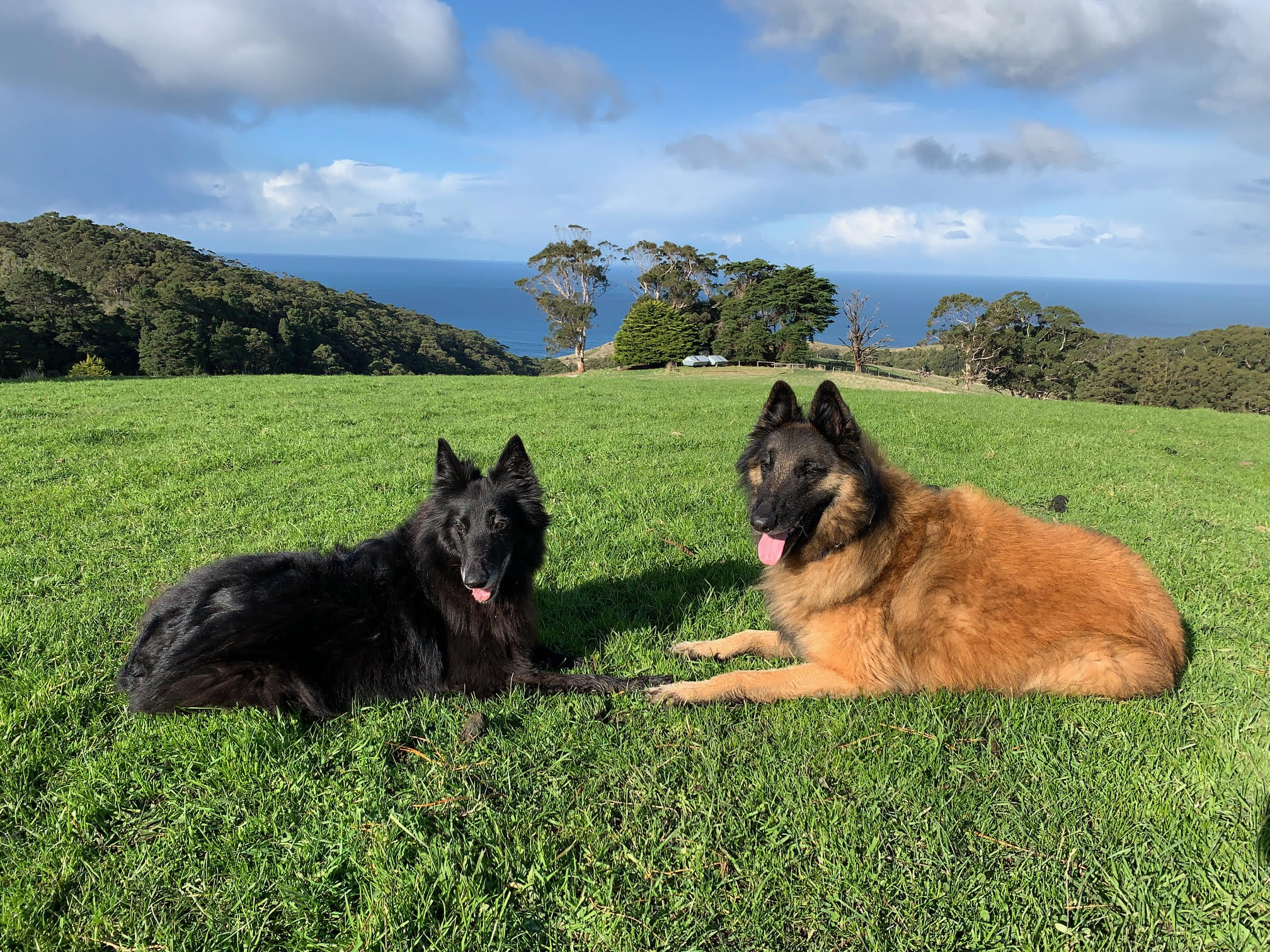 Cover Image for Truffle Dog Training: Luna, Apollo Bay Area