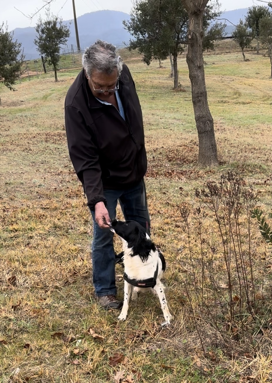 Cover Image for Successful rehoming of a truffle dog: Who? Why? How? 