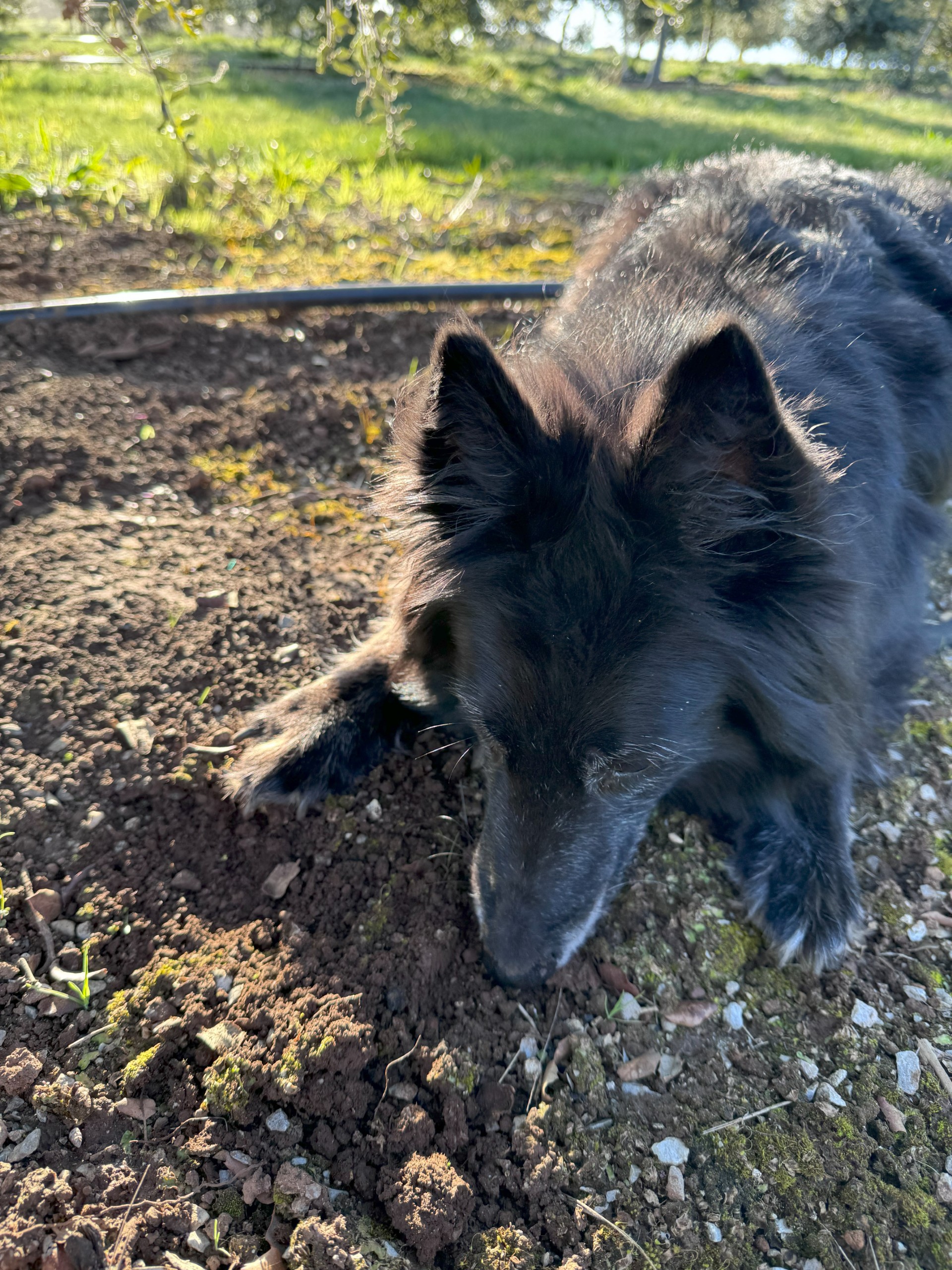 Zara demonstrating advanced truffle dog searching