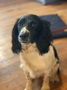 Truffle Dog Training: Jasper Red Hill Truffles, Mornington Peninsula.