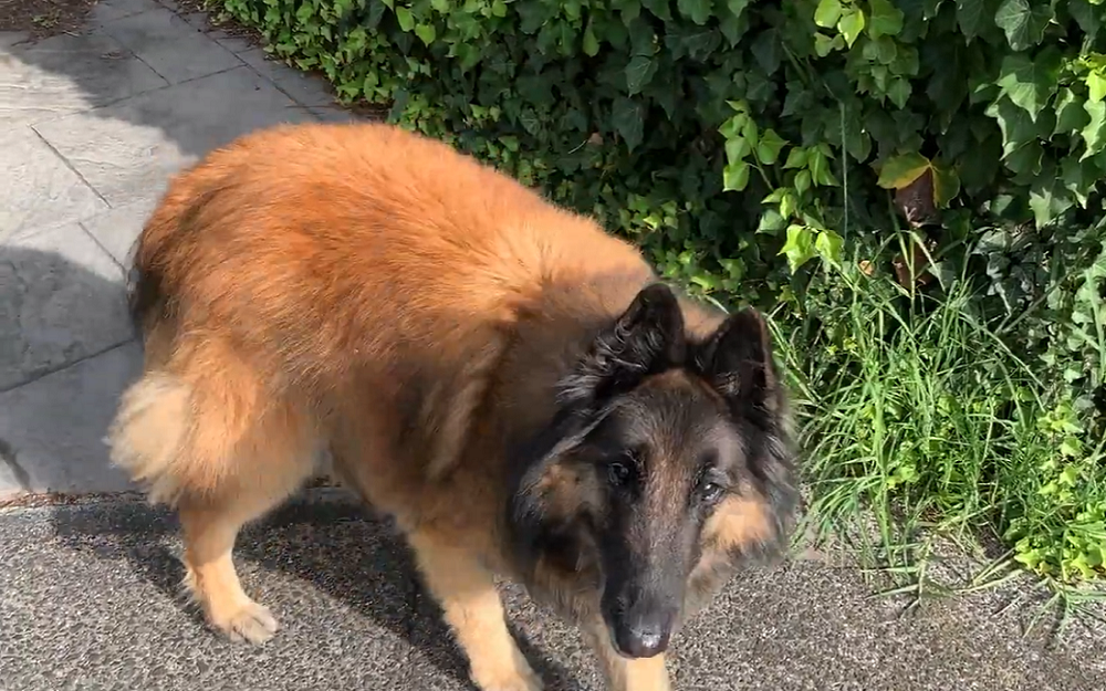 Cover Image for Importance of adapting training to your dog’s personality